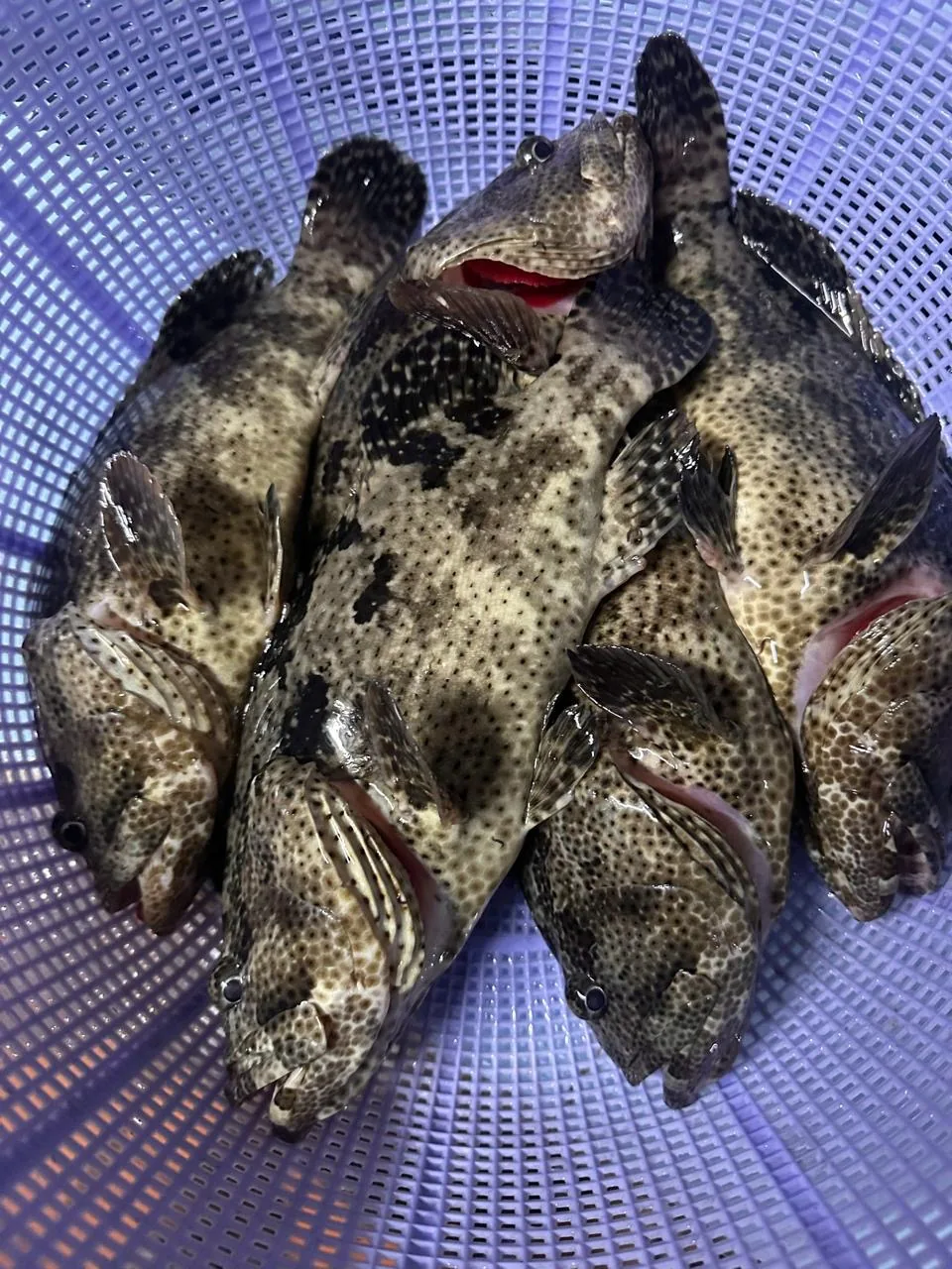 Sustainably farmed seafood